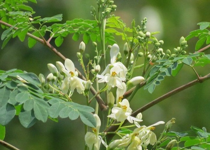 Huile végétale de Moringa