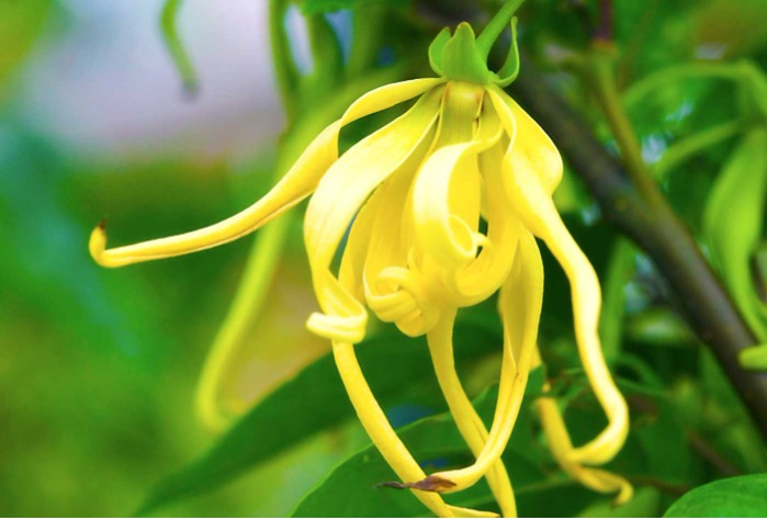 L’huile essentielle d'Ylang-ylang